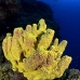 sponge_tube_branching_lll_lc_v_0124_cay1121.jpg